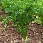 Young celeriac