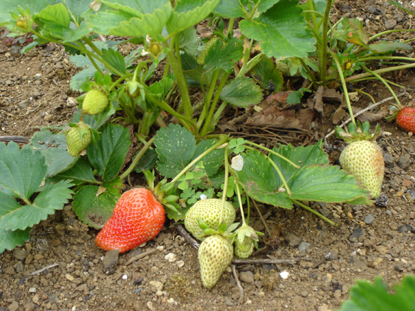 Growing Strawberry Plants In Australia Temperate Climate,Table Etiquette Rules