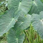 Taro plant (commons.wikimedia.org - Kahuroa - Public Domain)