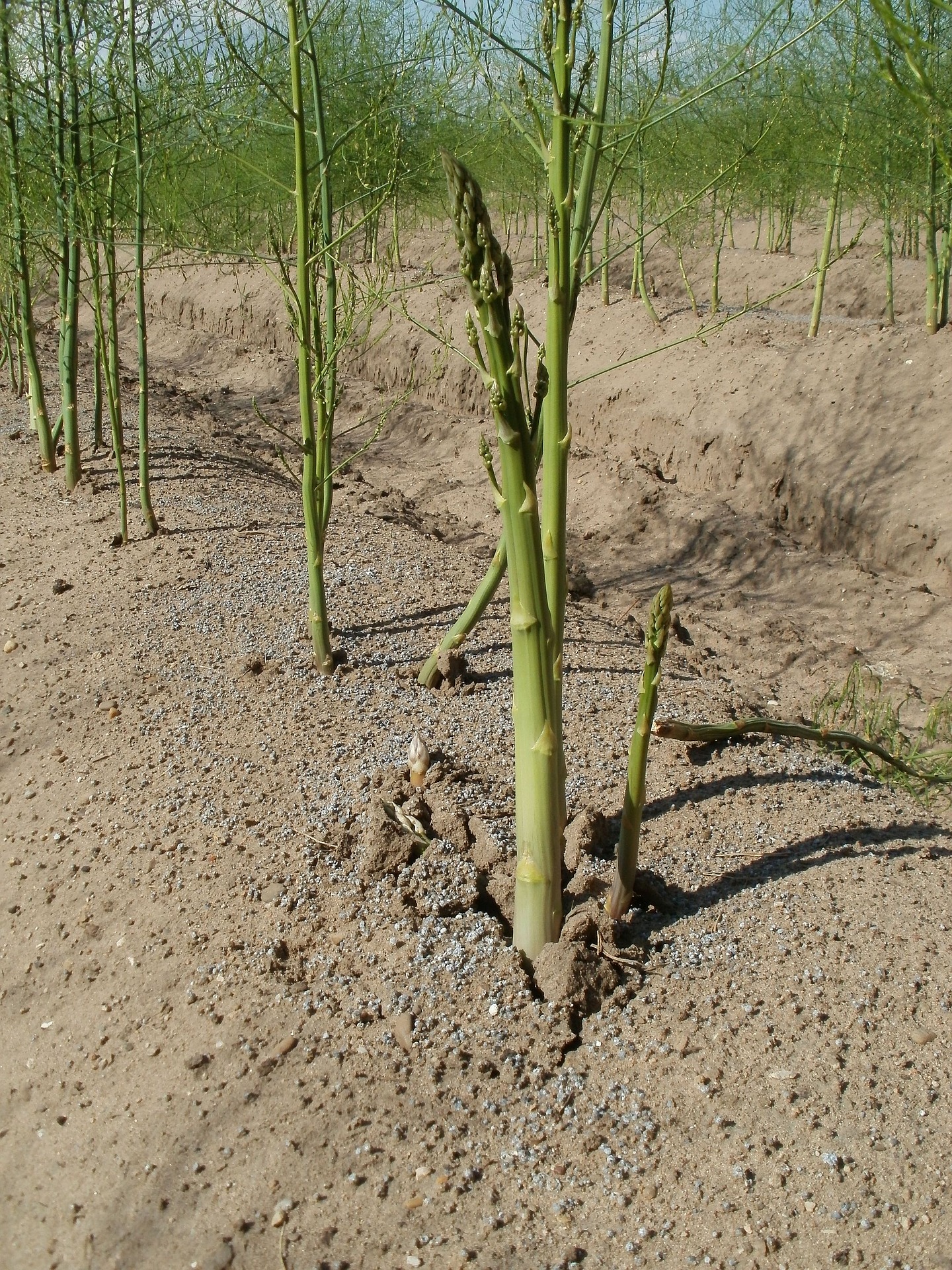 Growing Asparagus in USA   Zone 18a climate