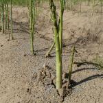 Asparagus growing