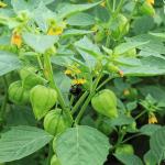 Tomatillo Plant (CC BY-SA 3.0 WikiMedia)