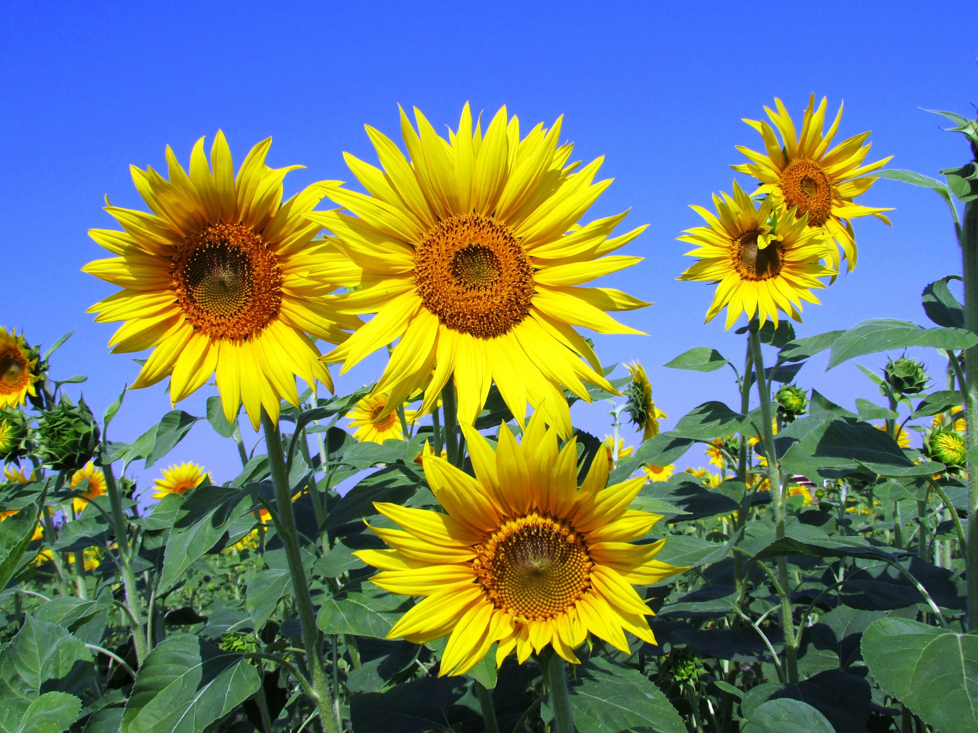 Growing Sunflower in Australia   tropical climate