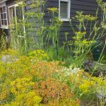 Fennel flower heads, some have gone to seed