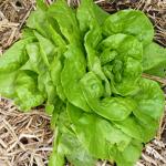 Lettuce table-ready