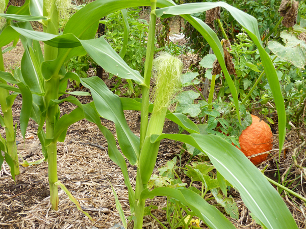 Growing Sweet Corn Maize In Australia Tropical Climate