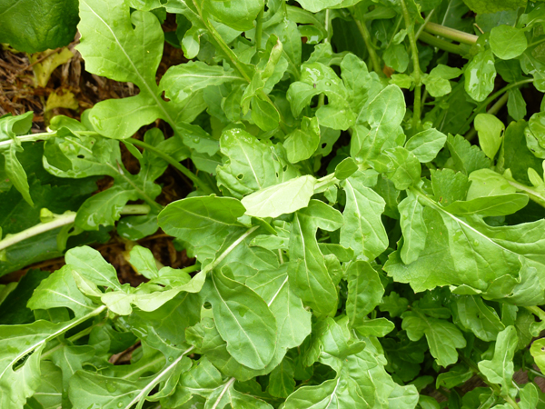 How to Grow Roquette  Guide to Growing Roquette