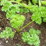 A parsley seedling