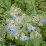 Borage flowers