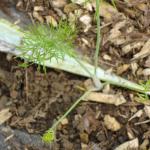 A fennel seedling